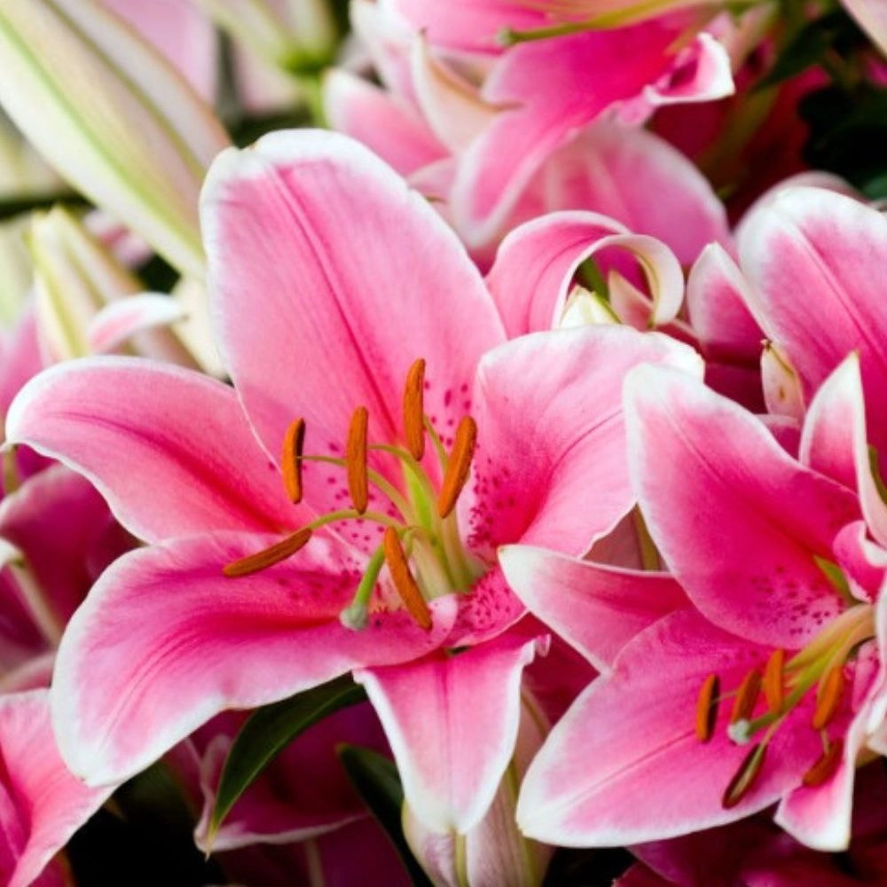 Lilium oriental pink