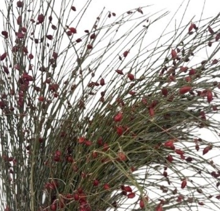 Genista berries red