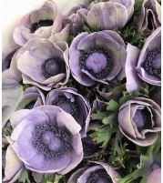 Anemone poudress milka