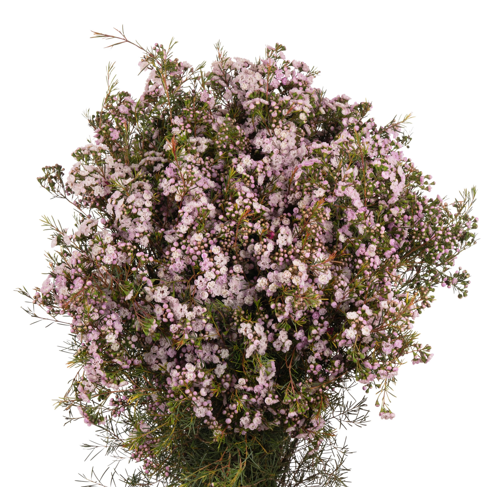 Chamelaucium dancing queen