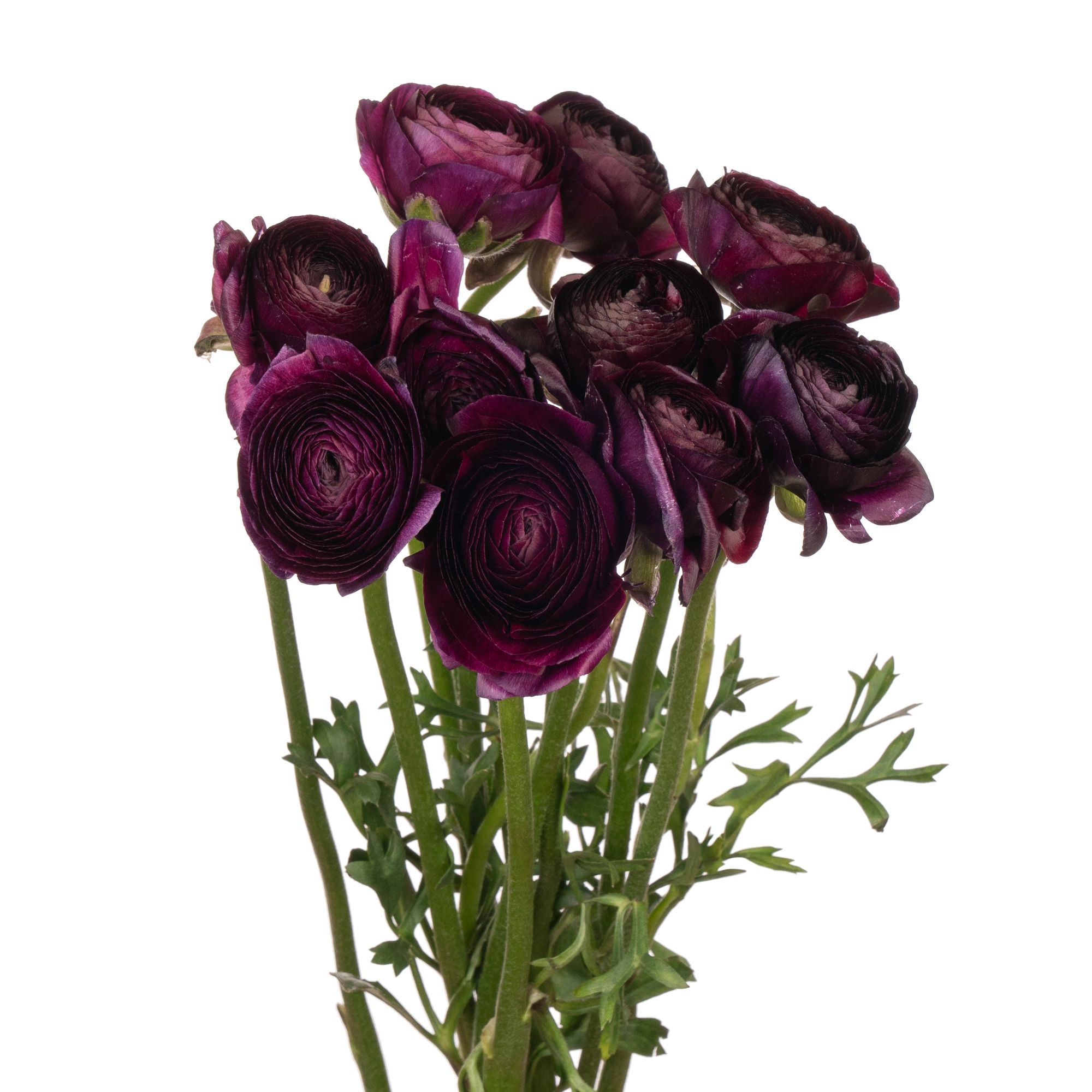 Ranunculus elegance viola
