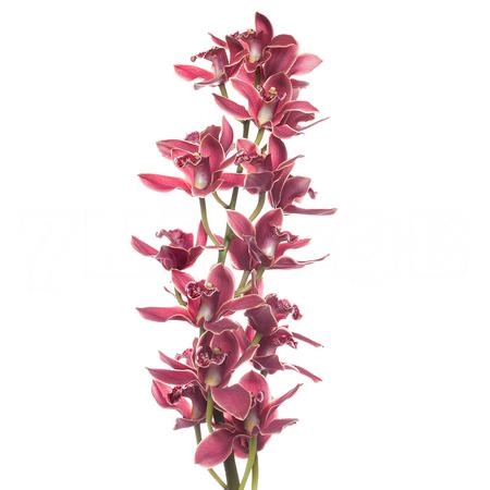 Cymbidium grand canyon