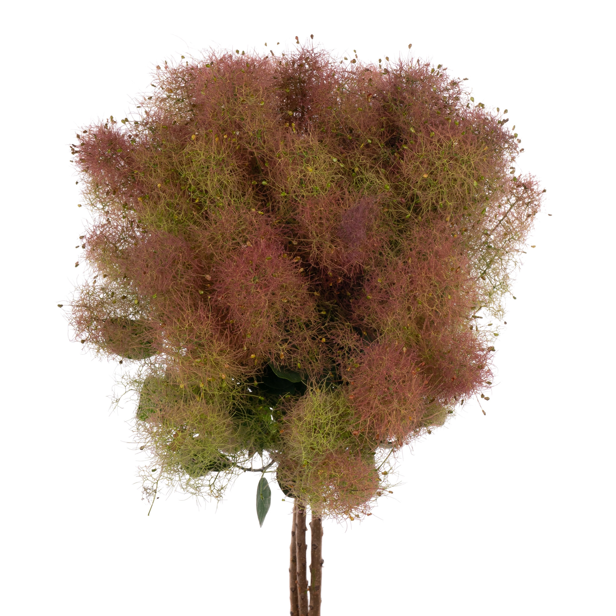 Cotinus magical green fountain