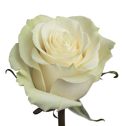 Rose mondial | Wholesale flowers, plants and supplies Rose mondial