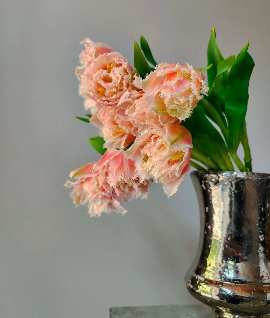 Tulips | Wholesale flowers, plants and supplies Tulips