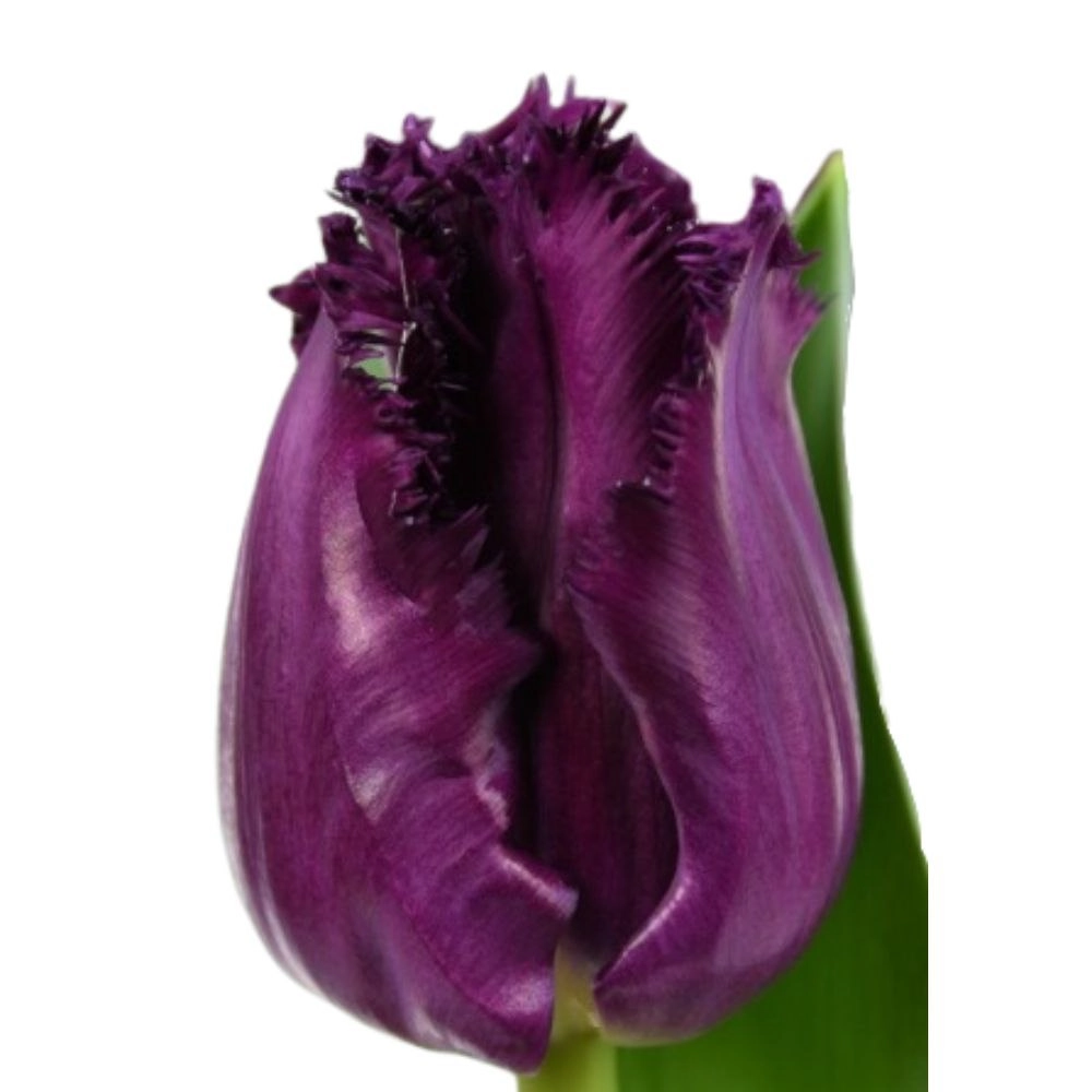 Tulip fringed san george