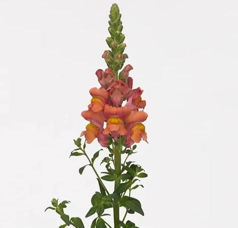 Antirrhinum costa orange