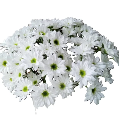 Chrysanthemum santini mona lisa white