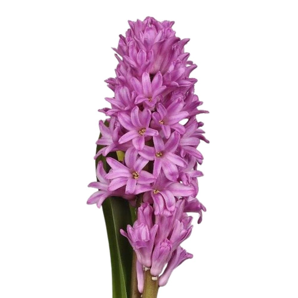 Hyacinthus anna liza