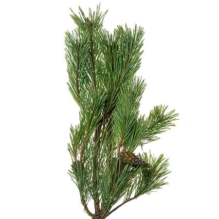 Branch Pinus mughus
