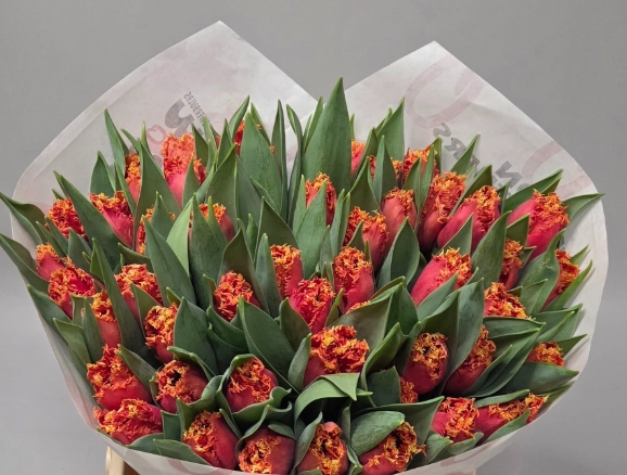 Tulip fringed dutching