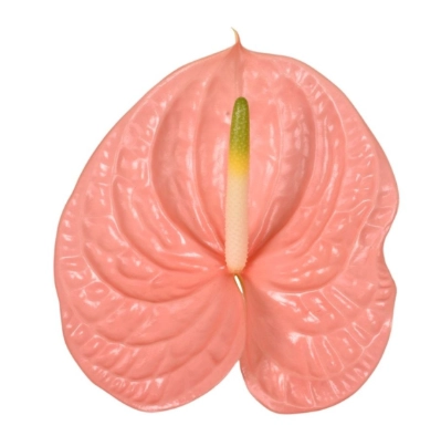 Anthurium kuduro