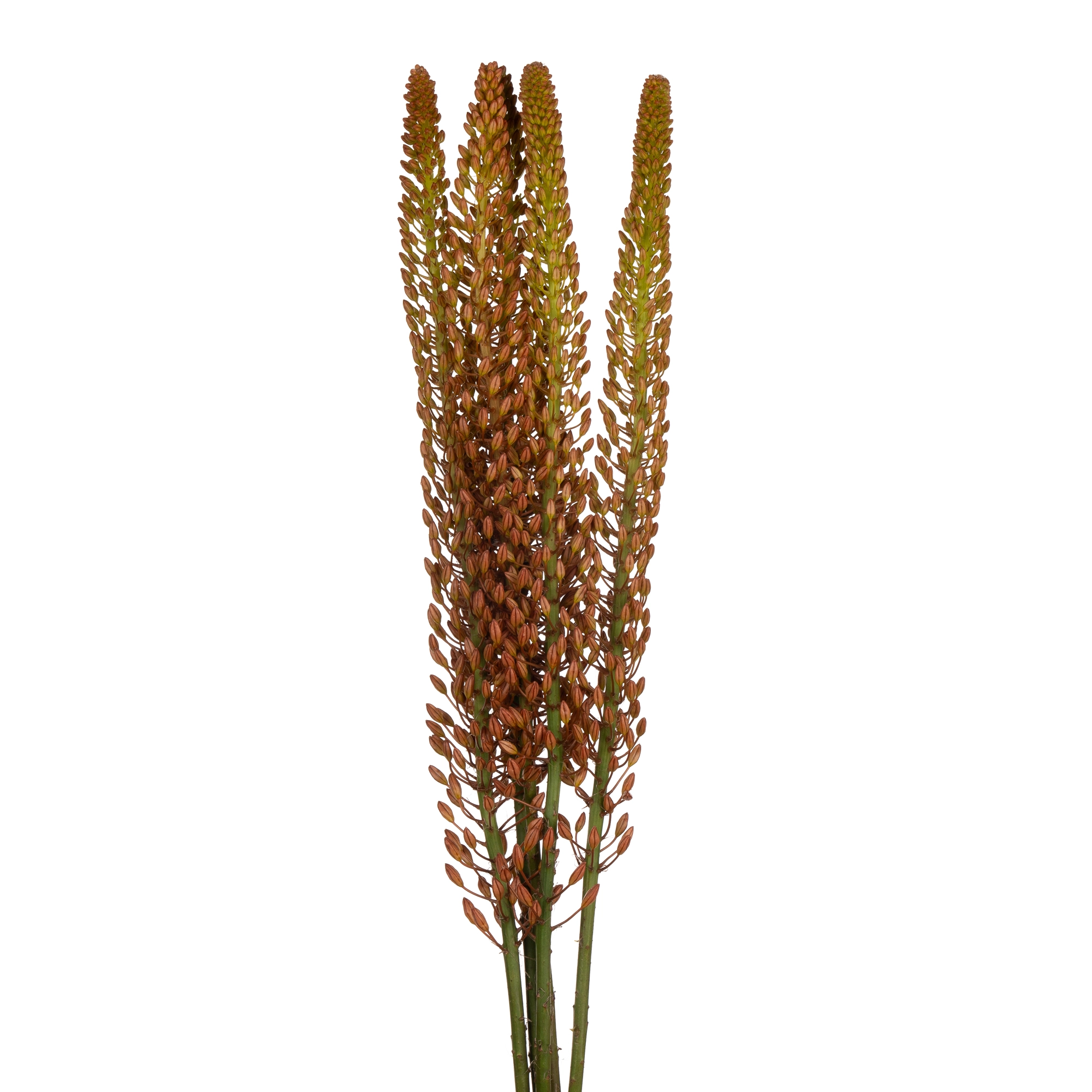 Eremurus pinokkio