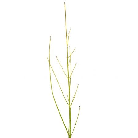 Branch Cornus flaviramea