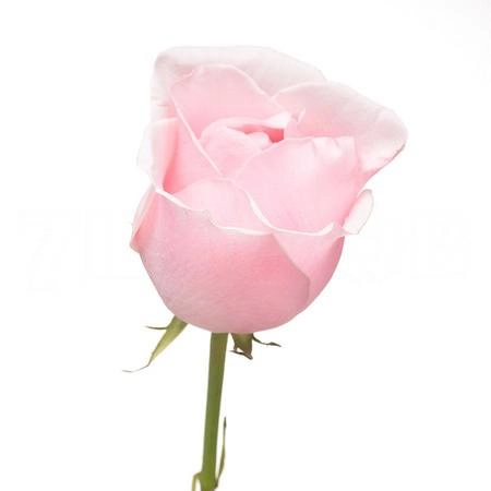 Rose titanic | Wholesale flowers, plants and supplies Rose titanic