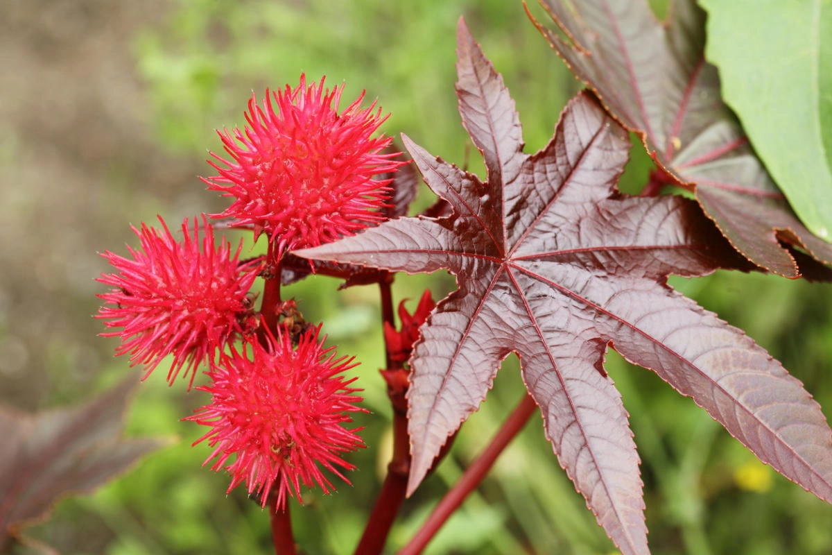 Ricinus red