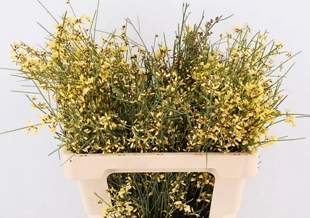 Genista tinted yellow