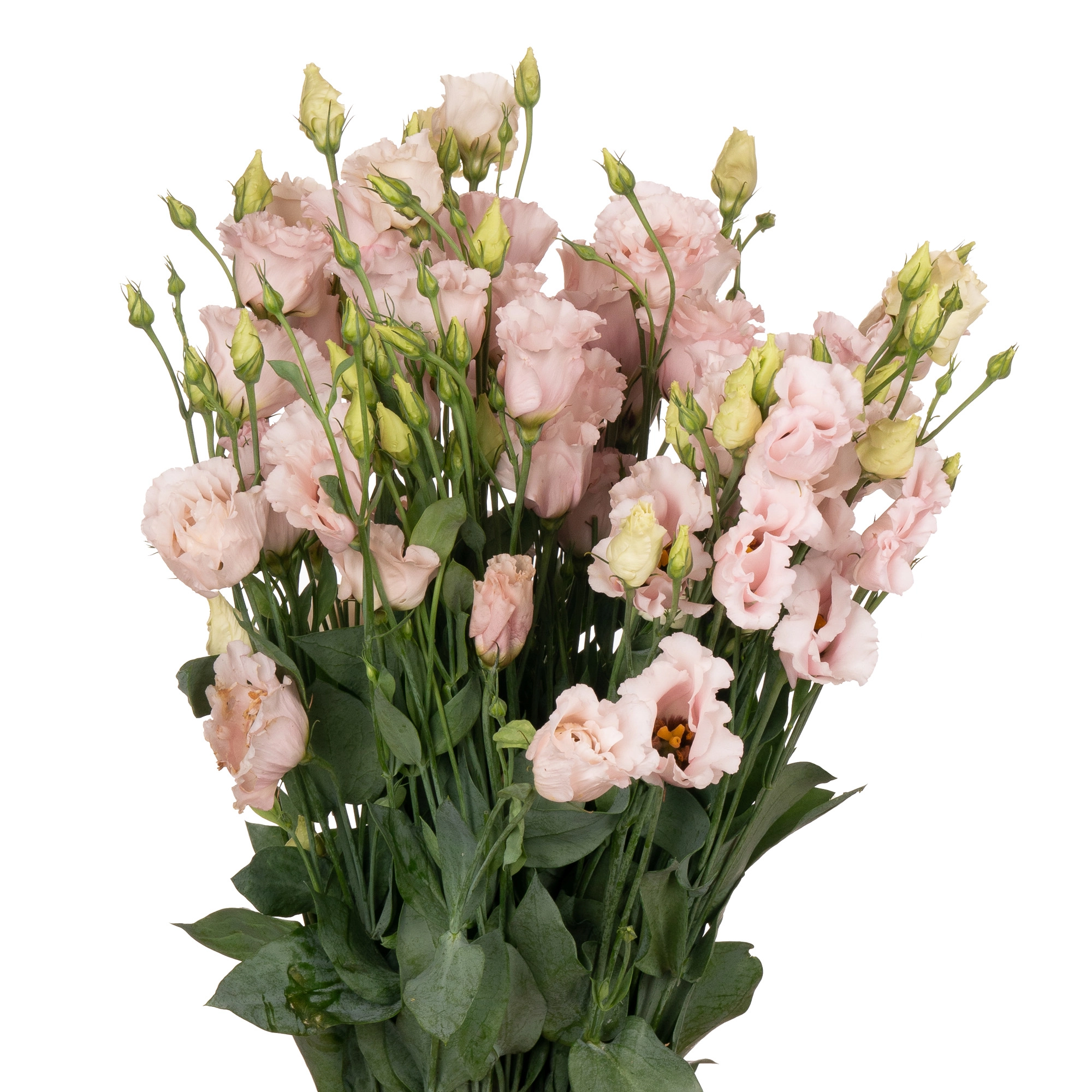 Eustoma double corelli light pink