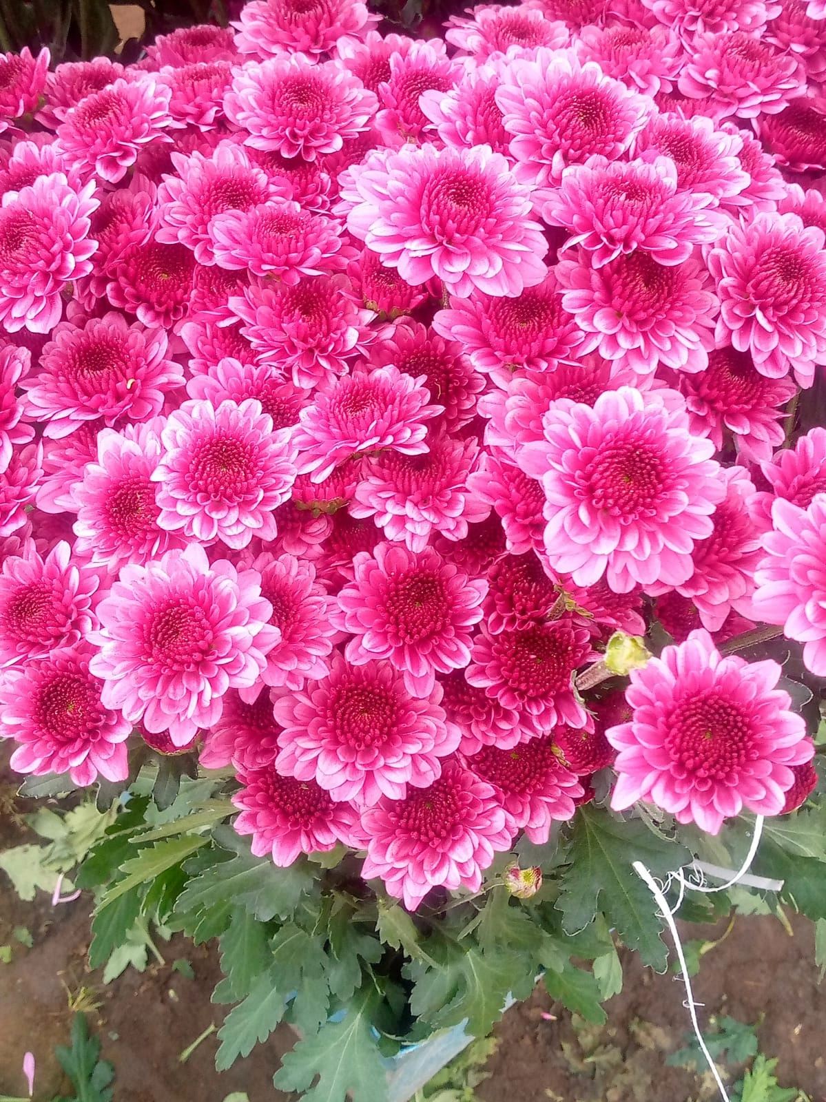 Chrysanthemum spray zavir