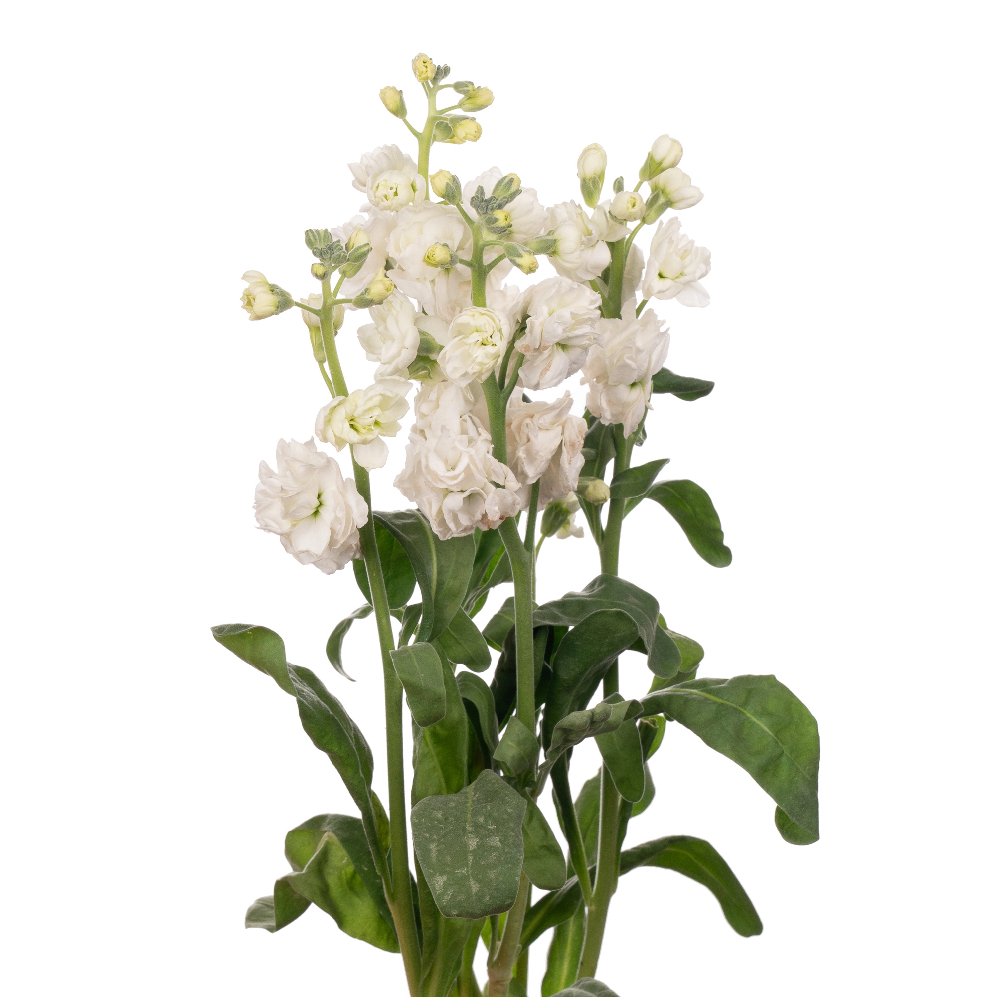 Matthiola spray white