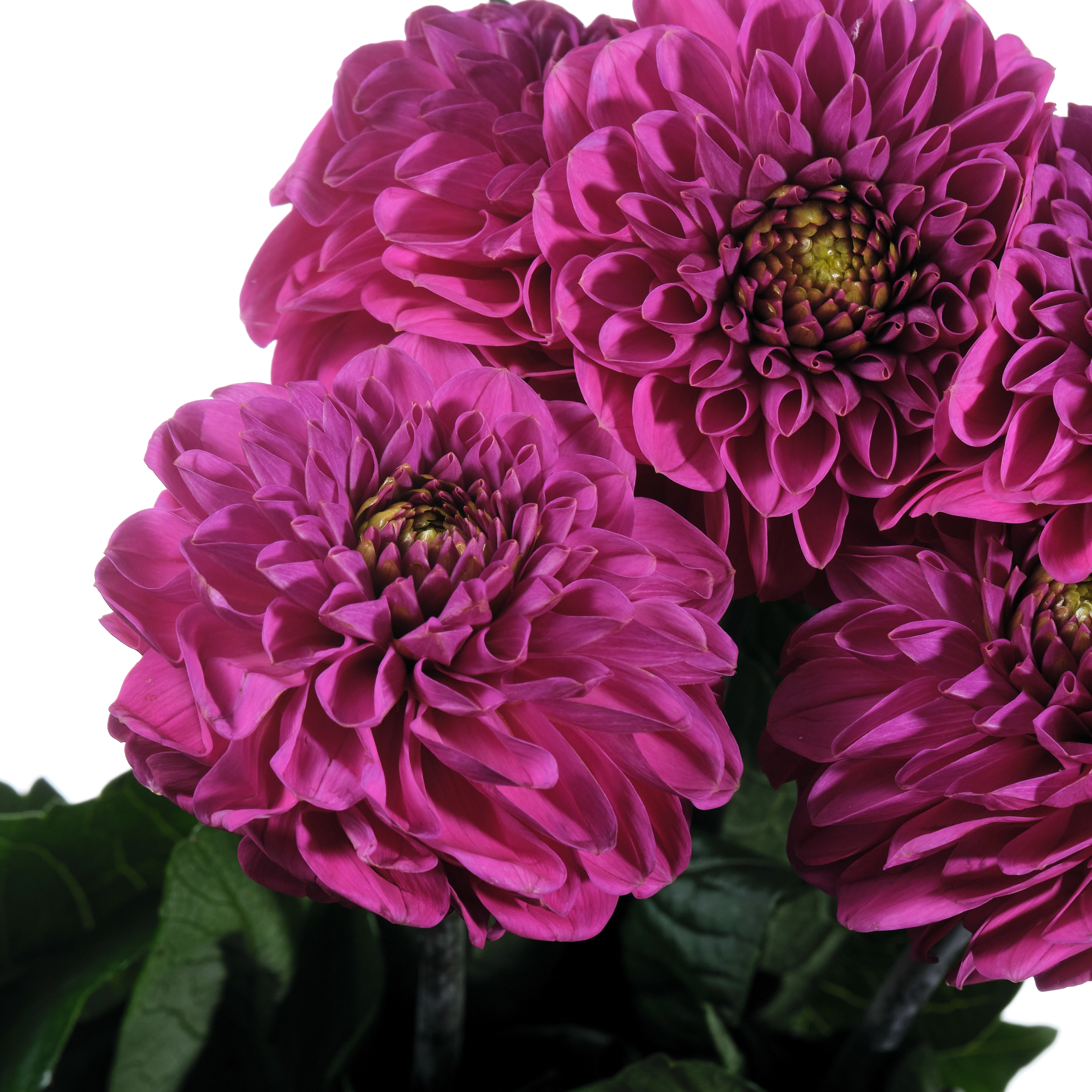 Dahlia purple fox
