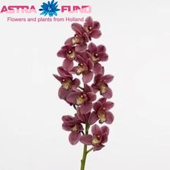 Cymbidium mini pink perfection