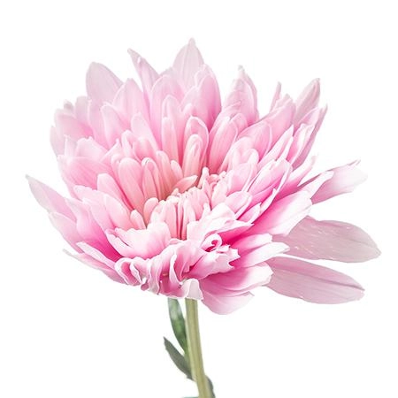 Chrysanthemum single petruska