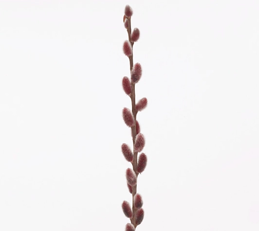 Salix pink cushion
