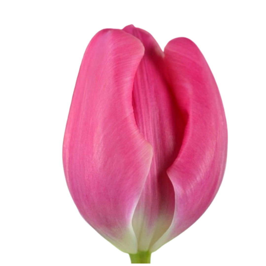 Tulip enkel carola | Wholesale flowers, plants and supplies Tulip enkel carola