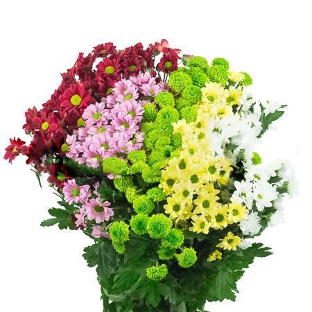 Chrysanthemum santini mix