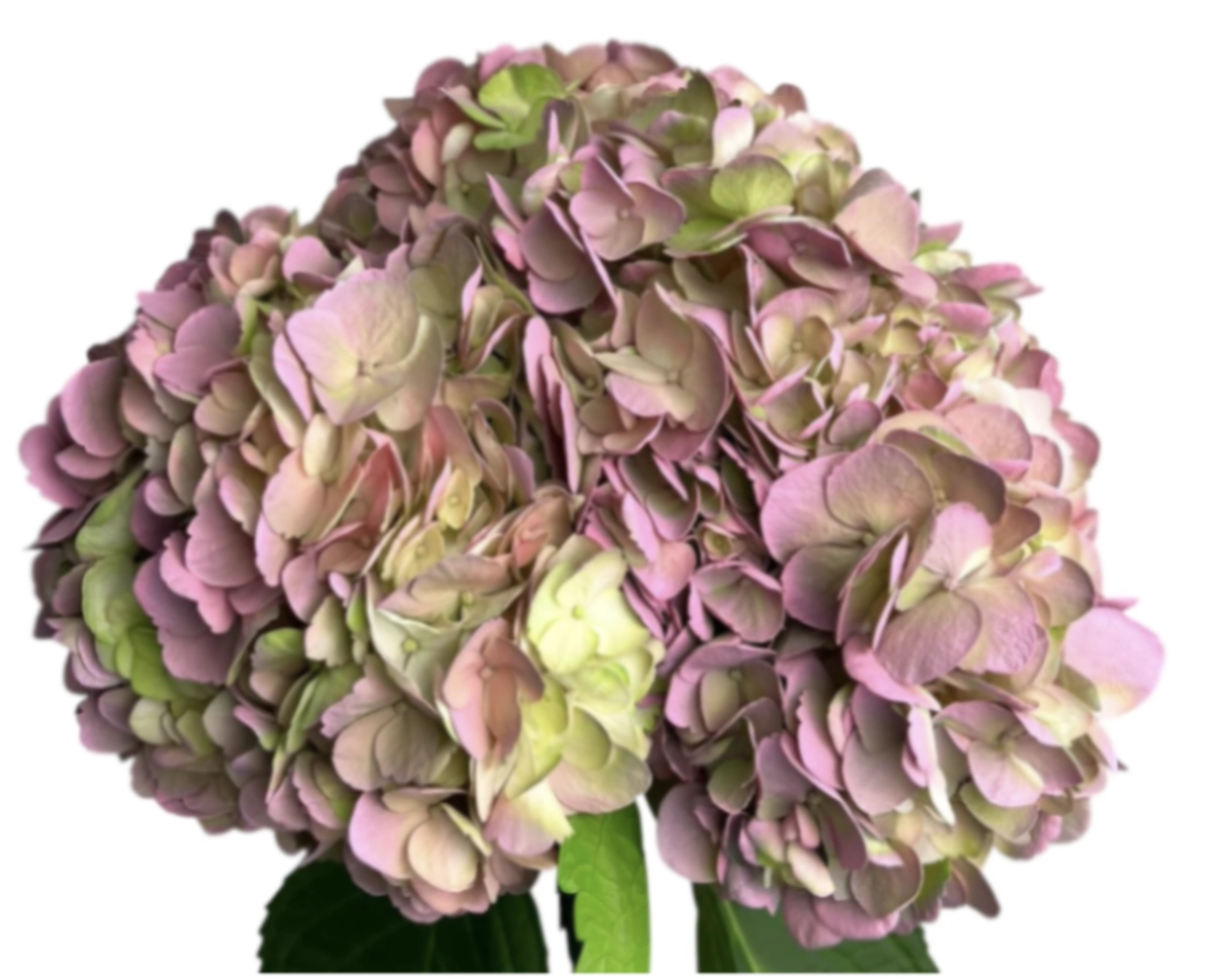 Hydrangea jumbo citrus pink