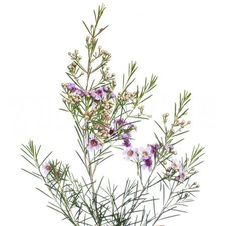 Chamelaucium raspberry ripple