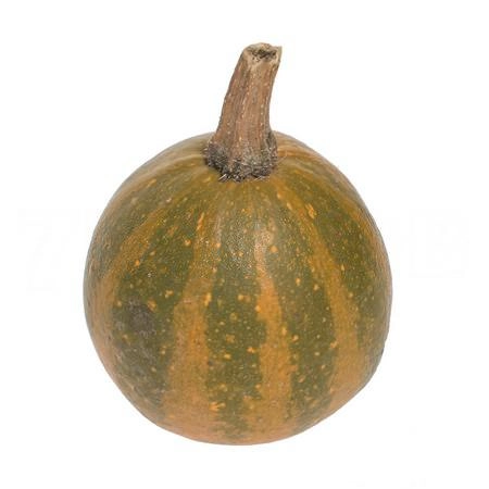 Cucurbita lil pump-ke-mon