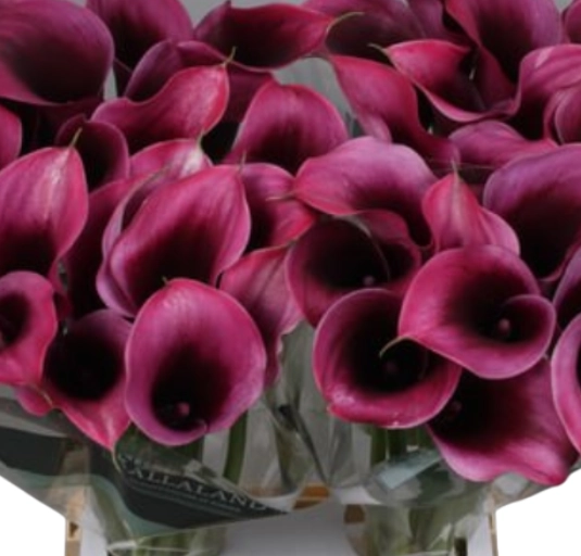 Zantedeschia akela
