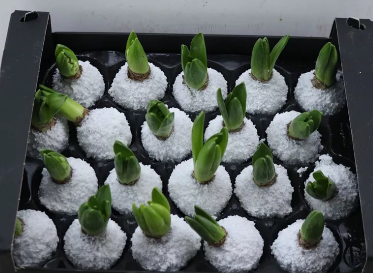 Wax hyacinth snow whit