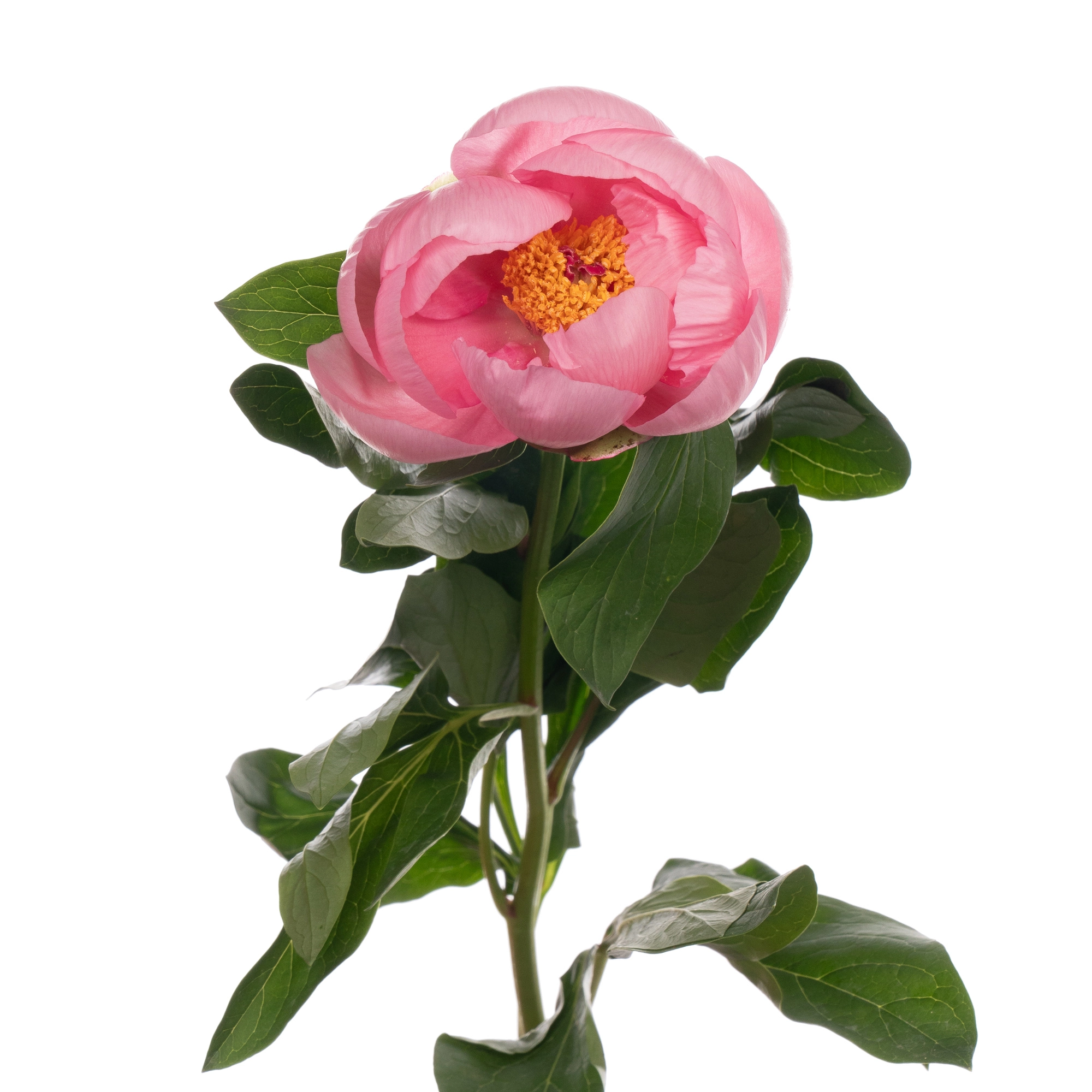 Paeonia soft salmon saucer