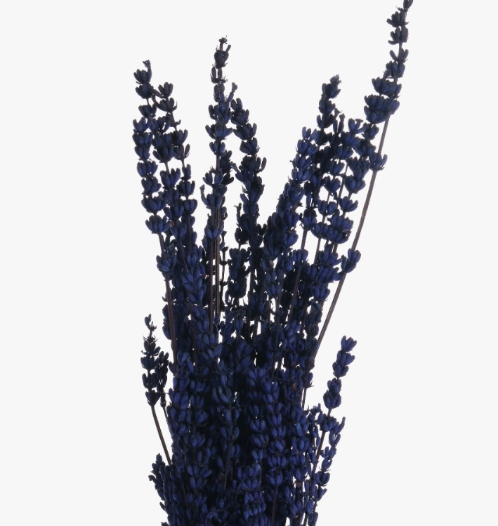 Lavanda tinted dark blue