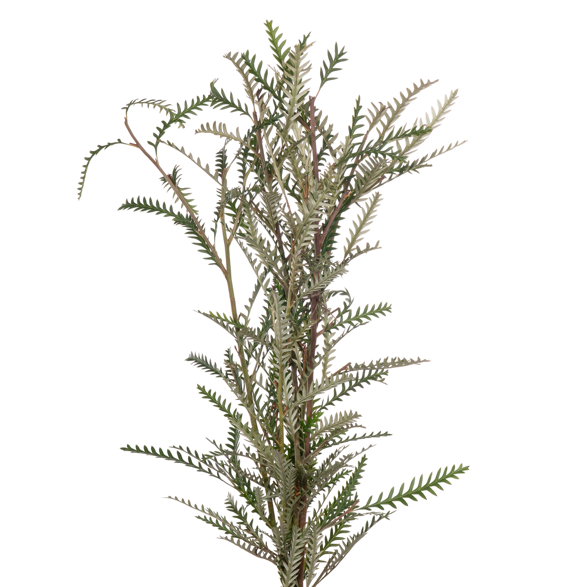 Blad Grevillea ivanhoe