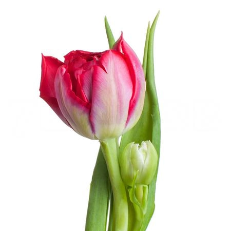 Tulip double magic price