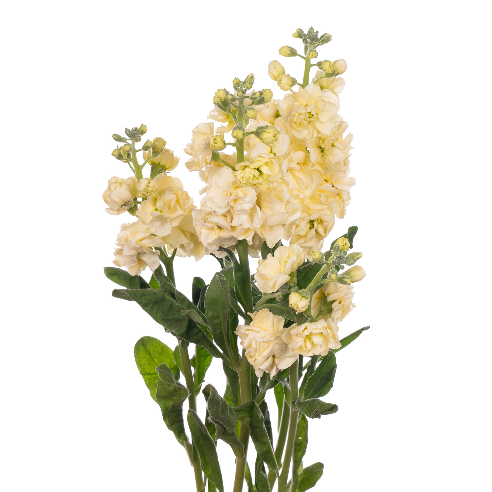 Matthiola spray yellow