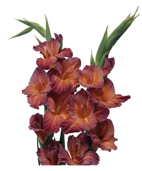 Gladiolus coffe time