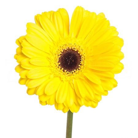 Gerbera don leo