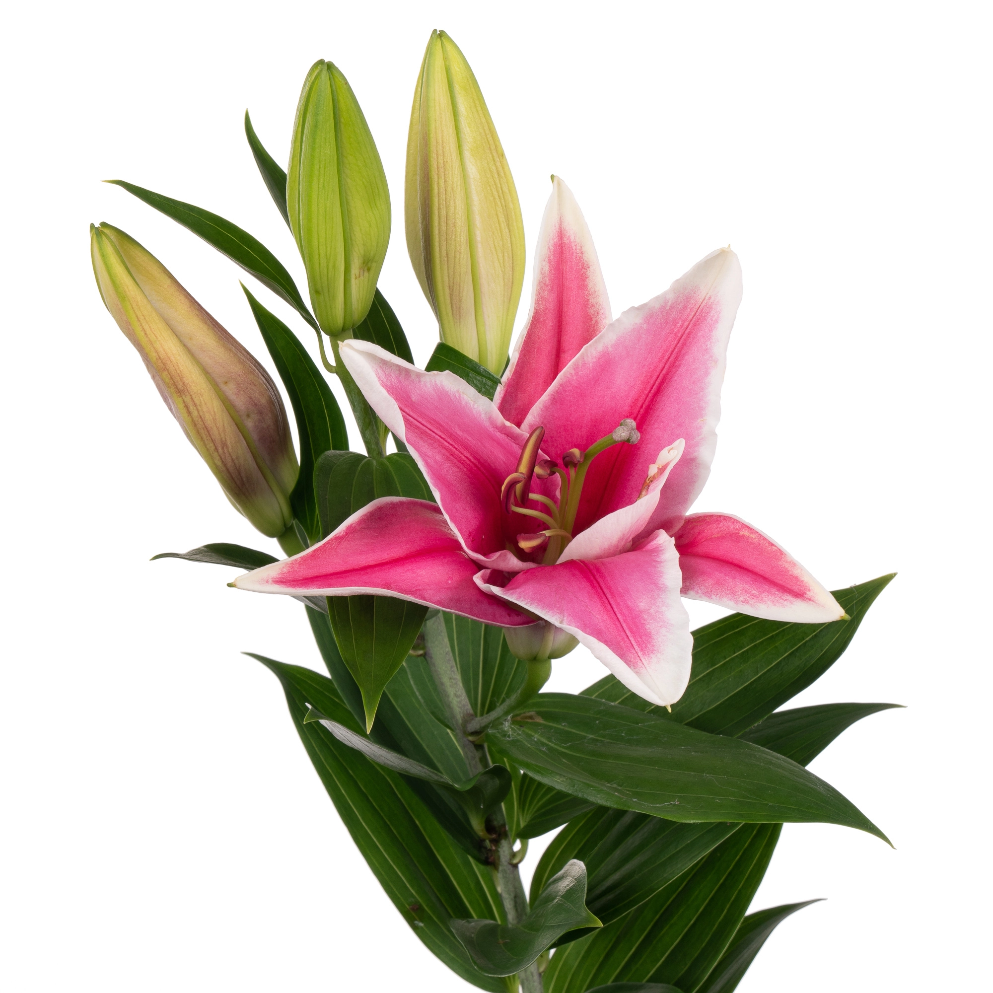 Lilium oriental marlon