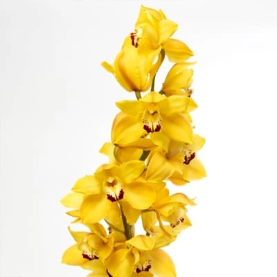 Cymbidium cooksbridge
