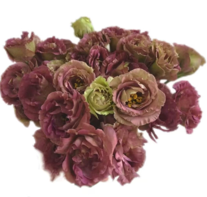 Eustoma double rosita brown | Wholesale flowers, plants and supplies Eustoma double rosita brown