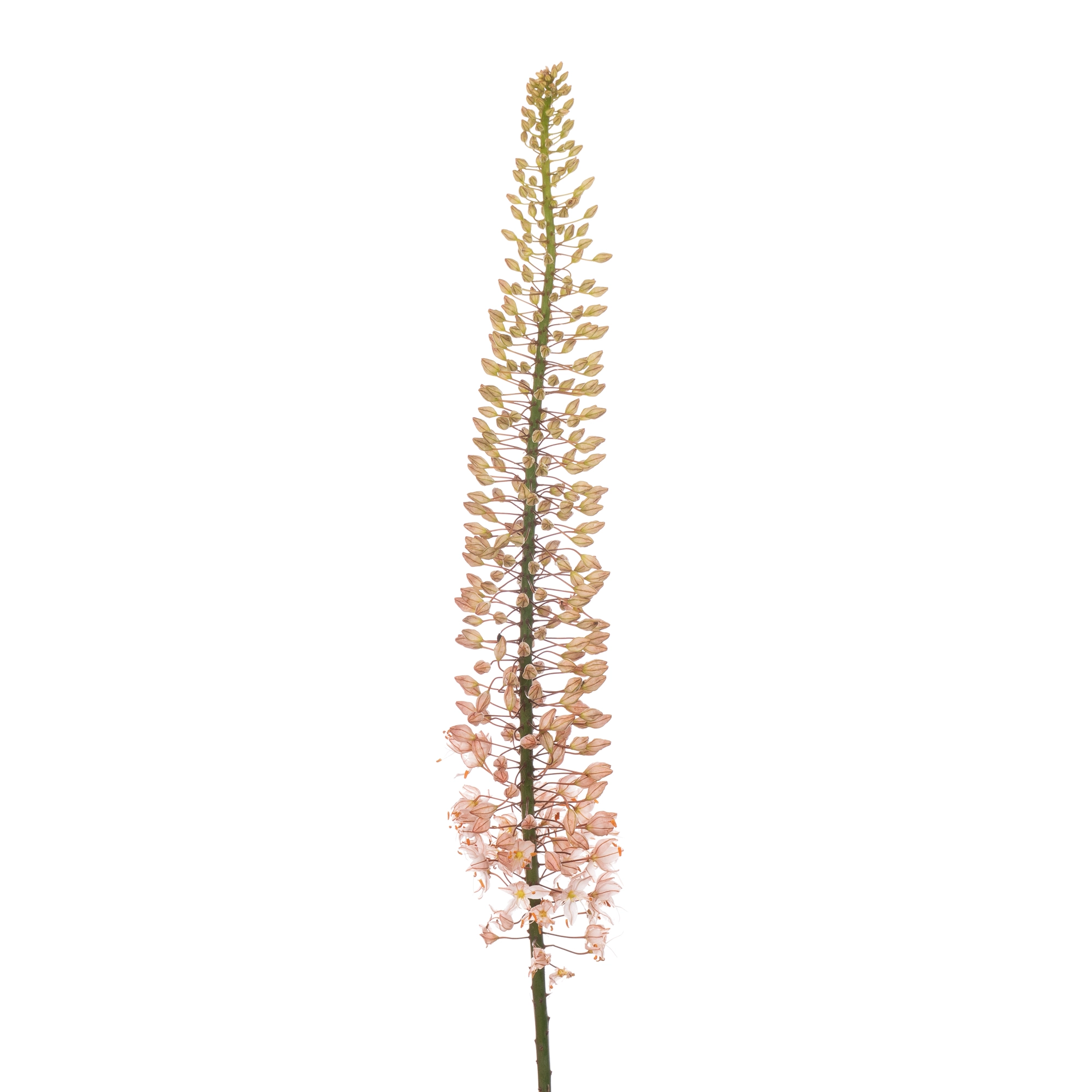 Eremurus shelford pink star