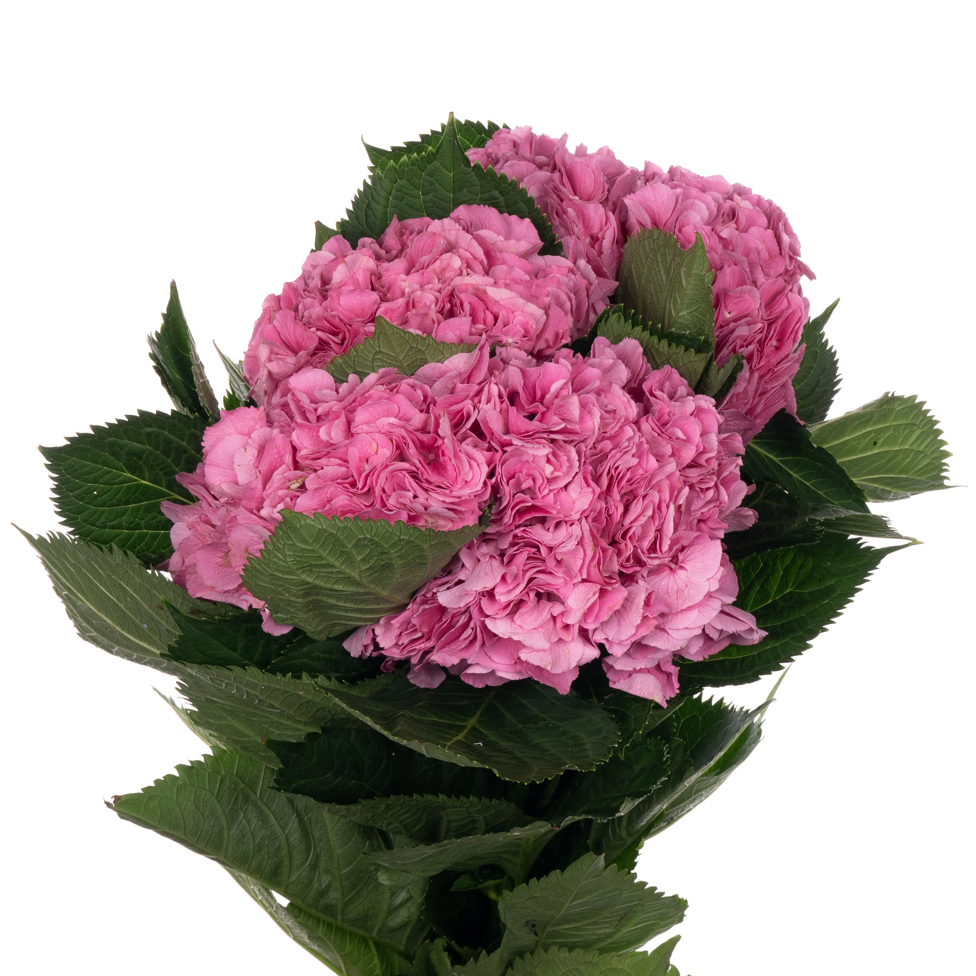 Hydrangea elbtal pink