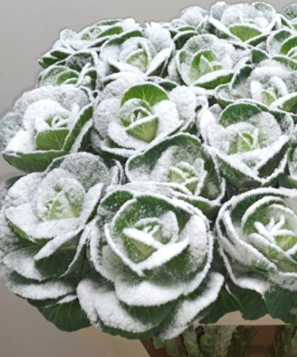 Brassica dyed snow