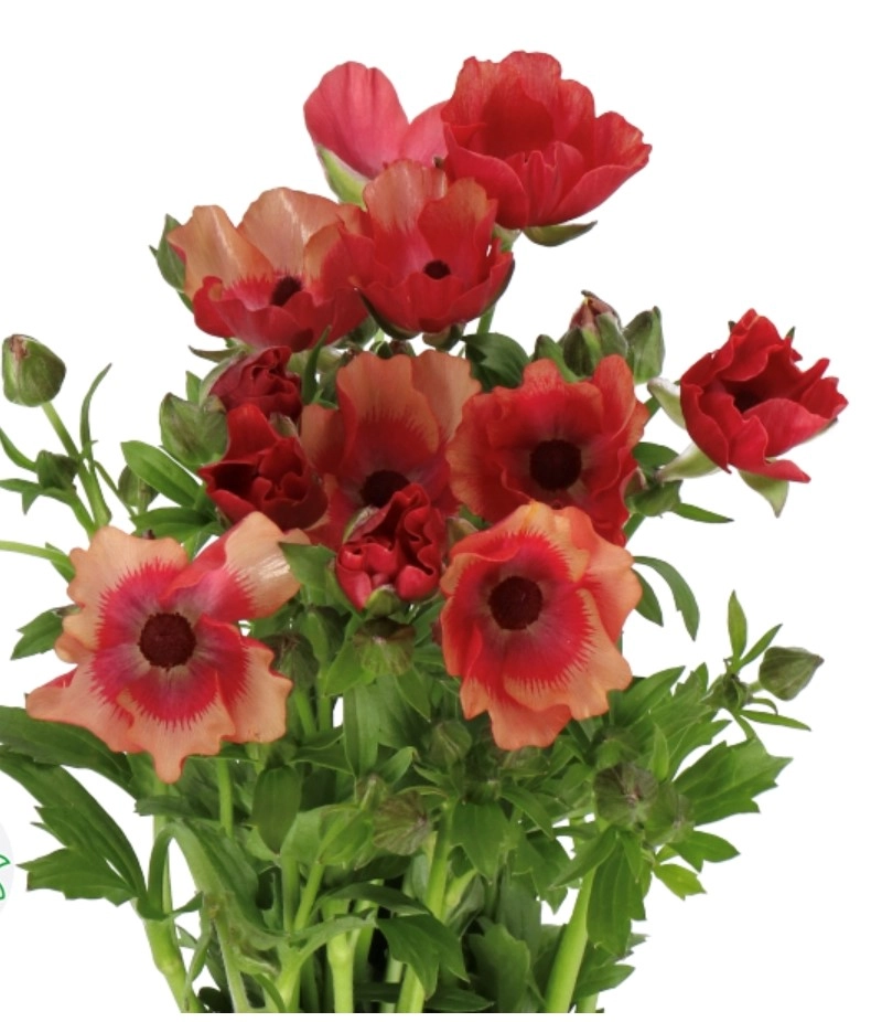 Ranunculus tangerine