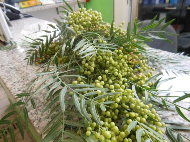 Capsicum pepperberries nat.